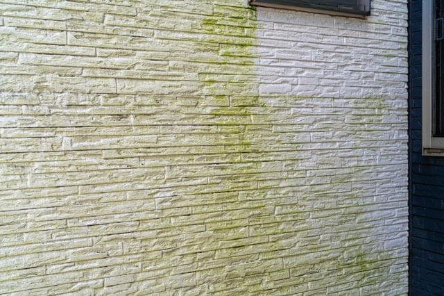 外壁に緑色のコケが広がっている様子